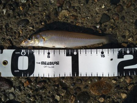 エギングロッドでちょい投げ